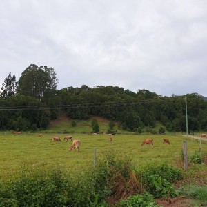 debras-cows